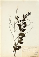 藏品(山素英)的圖片